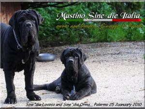 Sine^die Lavinia and Orma