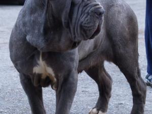 dogs 28 01 2007 089