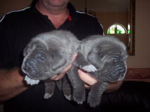 Dogs 13 08 2006.aa 012