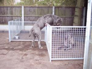 dogs 26 5 2007 171