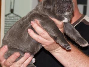 Lunas pups 5 5 2007 037