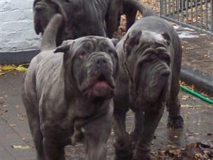 Luna, Circe,Veleno, Julis of  Rayvonley mastini 3 12 2006 017