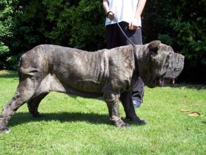 dogs 24 06 2006.a 022
