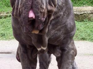 Veleno Dello Stradone of Rayvonley age 2 years 9 months.jpg