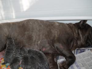 Lunas pups  20 04 2007 007