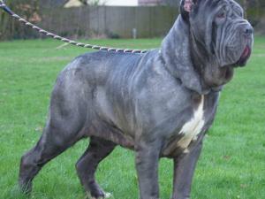 dogs 28 01 2007 076
