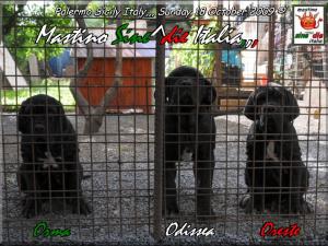Puppie of Siciliano x Althea,