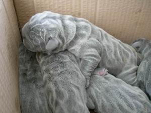 Immagine puppies1