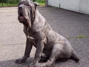 04062006.dogs 009