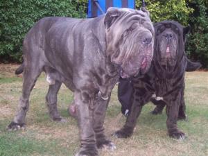 Dogs 04 08 2006.aa 049
