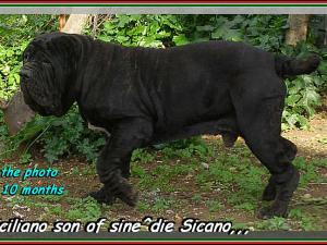 Siciliano son of sine^die Sicano,,, ...