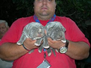 puppies six days