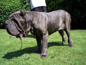 dogs 24 06 2006.a 050