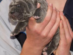 Lunas pups  26 04 2007 035