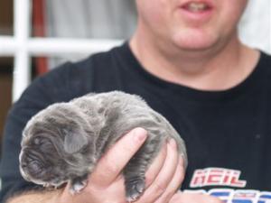 Lunas pups  27 04 2007 003