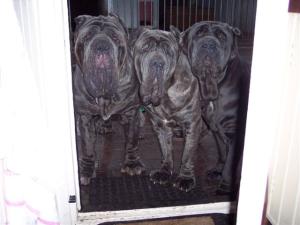 dogs23 12 2006 001