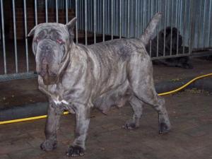 dogs 26 5 2007 160