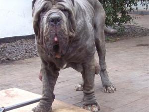dogs 26 5 2007 175