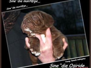 Sine^die Osiride owner and breeder,,, Giuseppe La Parola