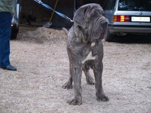 Dogs 18 01 2007 049
