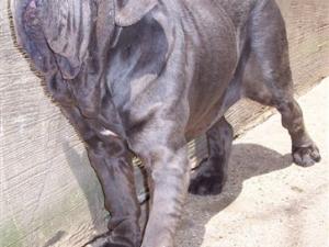 04062006.dogs 123