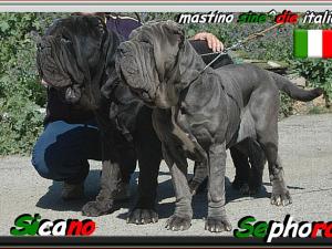 Sicano & Sephora owner breeding mastino sine^die italia