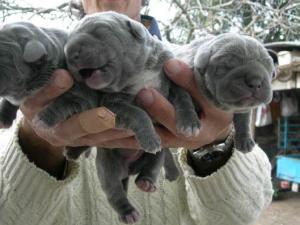 Immagine puppies2