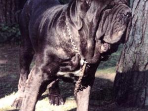 normal_nerone