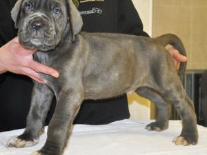 Michelangelo x Felisa pups 7 weeks old (18)