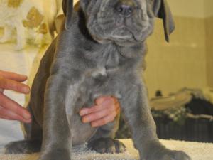 Michelangelo x Felisa pups 7 weeks old (5)