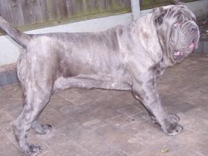 Luna Dello Stradone of Rayvonley 12 months