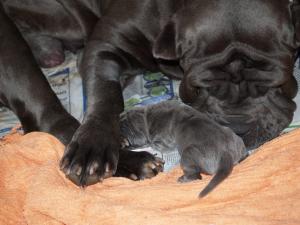 dogs 20 5 2007 034