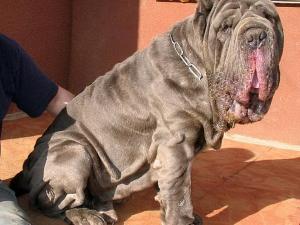 Ascanio_20001