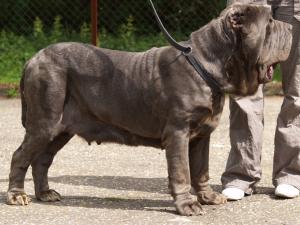 dogs 20 5 2007 144