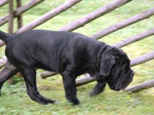 tyson2