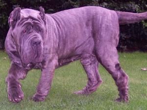 Dogs 28 10 2006 040