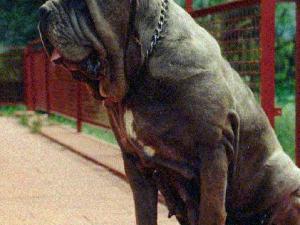 vilardo_arke_kunon__ciren