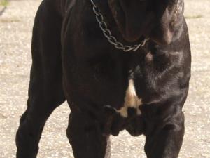 dogs 20 5 2007 062