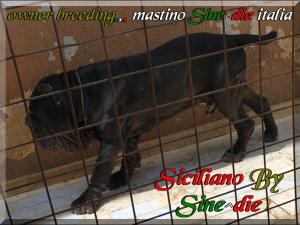 Siciliano son of Sine^die Sicano,,,