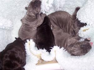 pups Allegra 01 06 2007 012