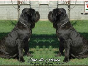 Sine^die Odissea 8 months,