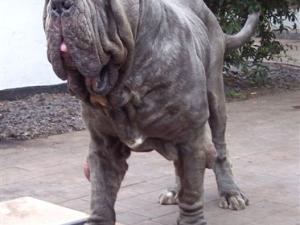 dogs 26 5 2007 174