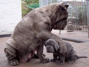 pups LUNA X VELENO 06 06 2007 027