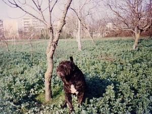 Nerone44
