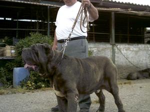 ulises