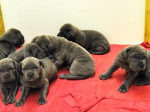 Triana x Leone Puppies 26 10 2010 010