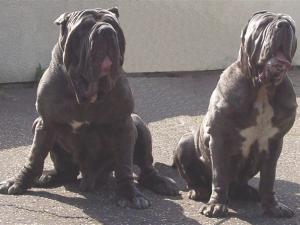Veleno & Nina