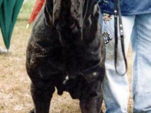 carnera4