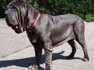 DONA CHI 02 07 2006