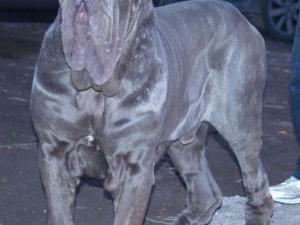 Falcone dello Stradone of Rayvonley (6)